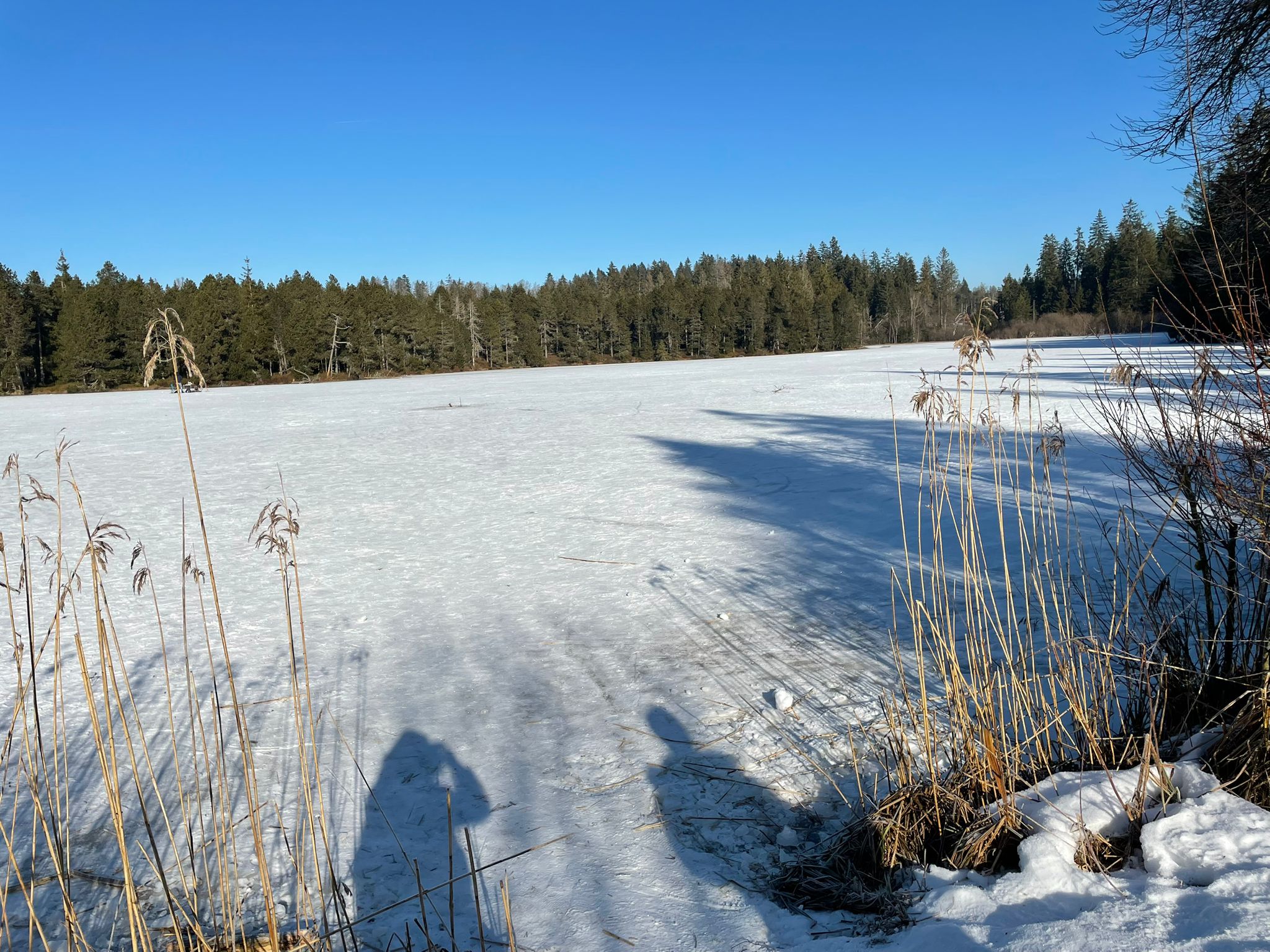 Etang de la Gruere gele en hiver, reserve naturelle des Franches-Montagnes