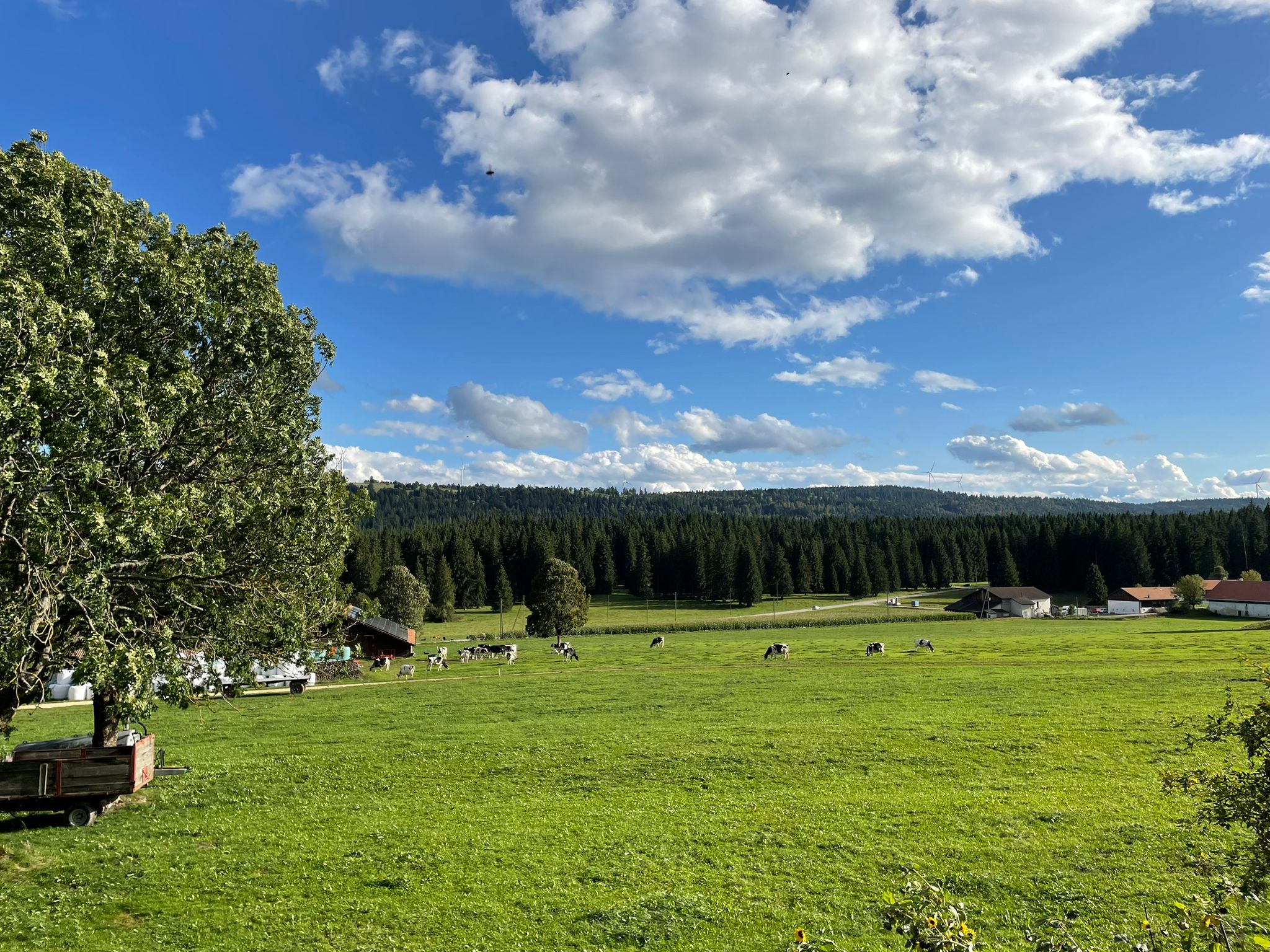 Vue panoramique sur les paturages des Franches-Montagnes